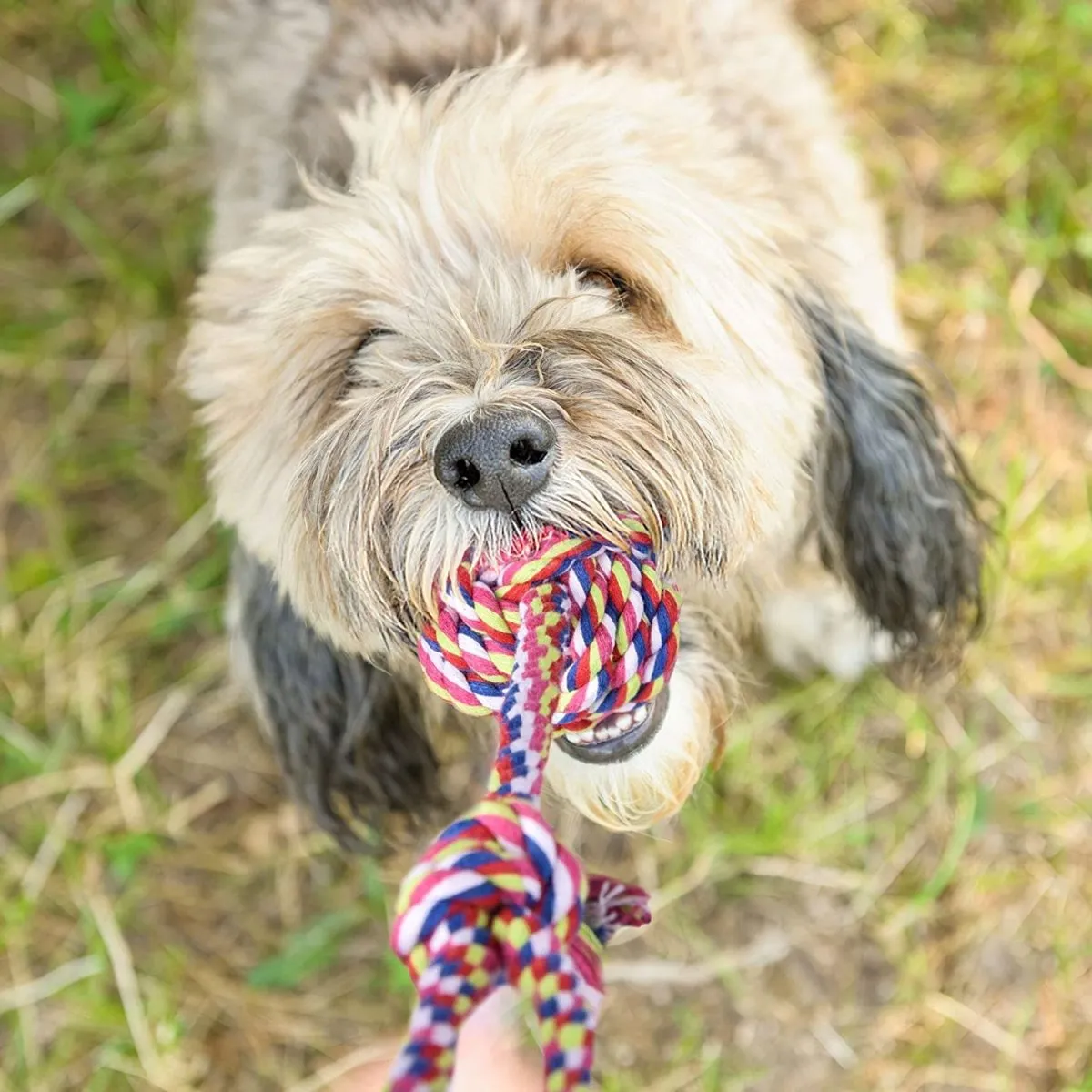 7 Pcs Chew Toy Set for Pets-Wholesale