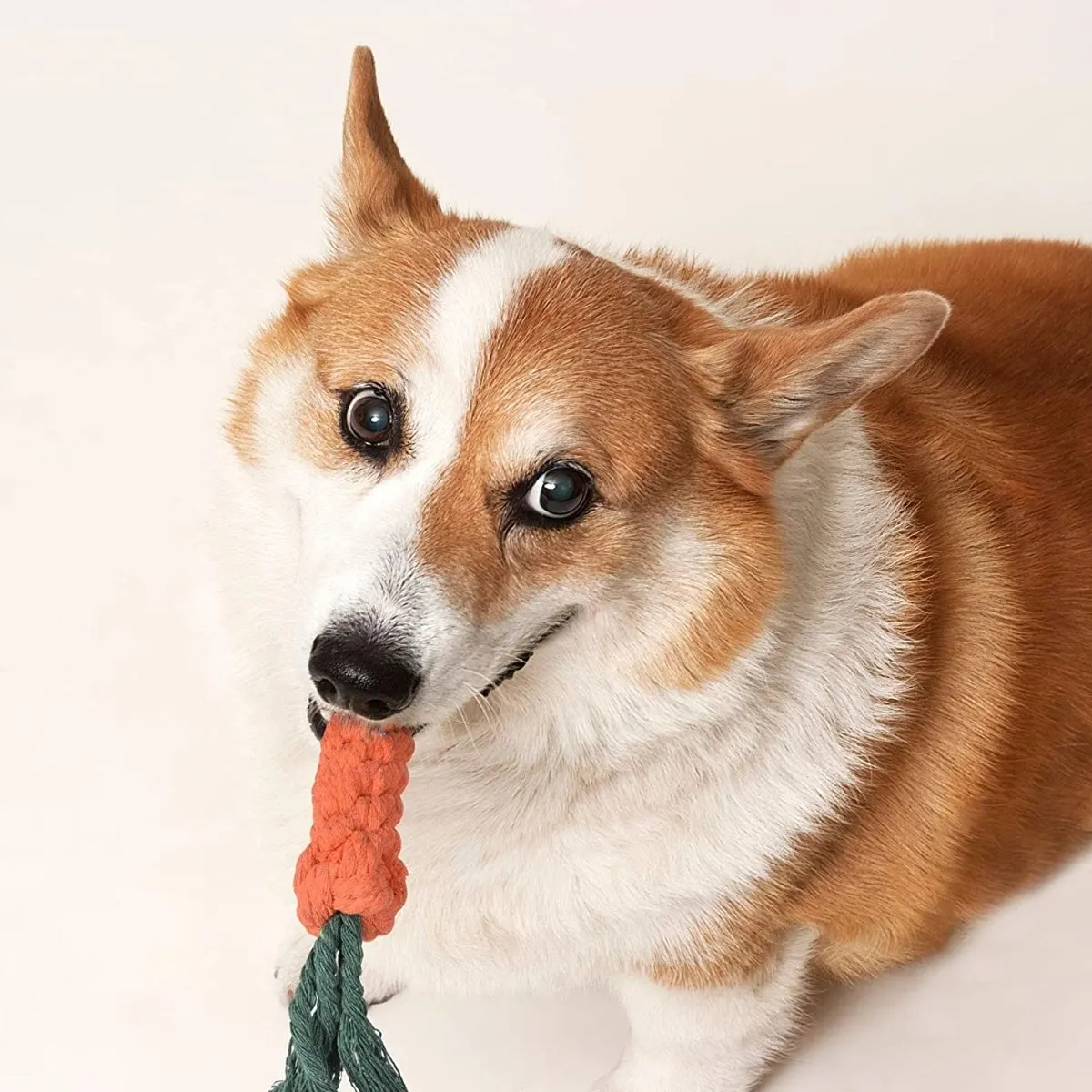 7 Pcs Chew Toy Set for Pets-Wholesale