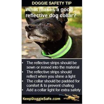 Alcott Reflective Dog Collar