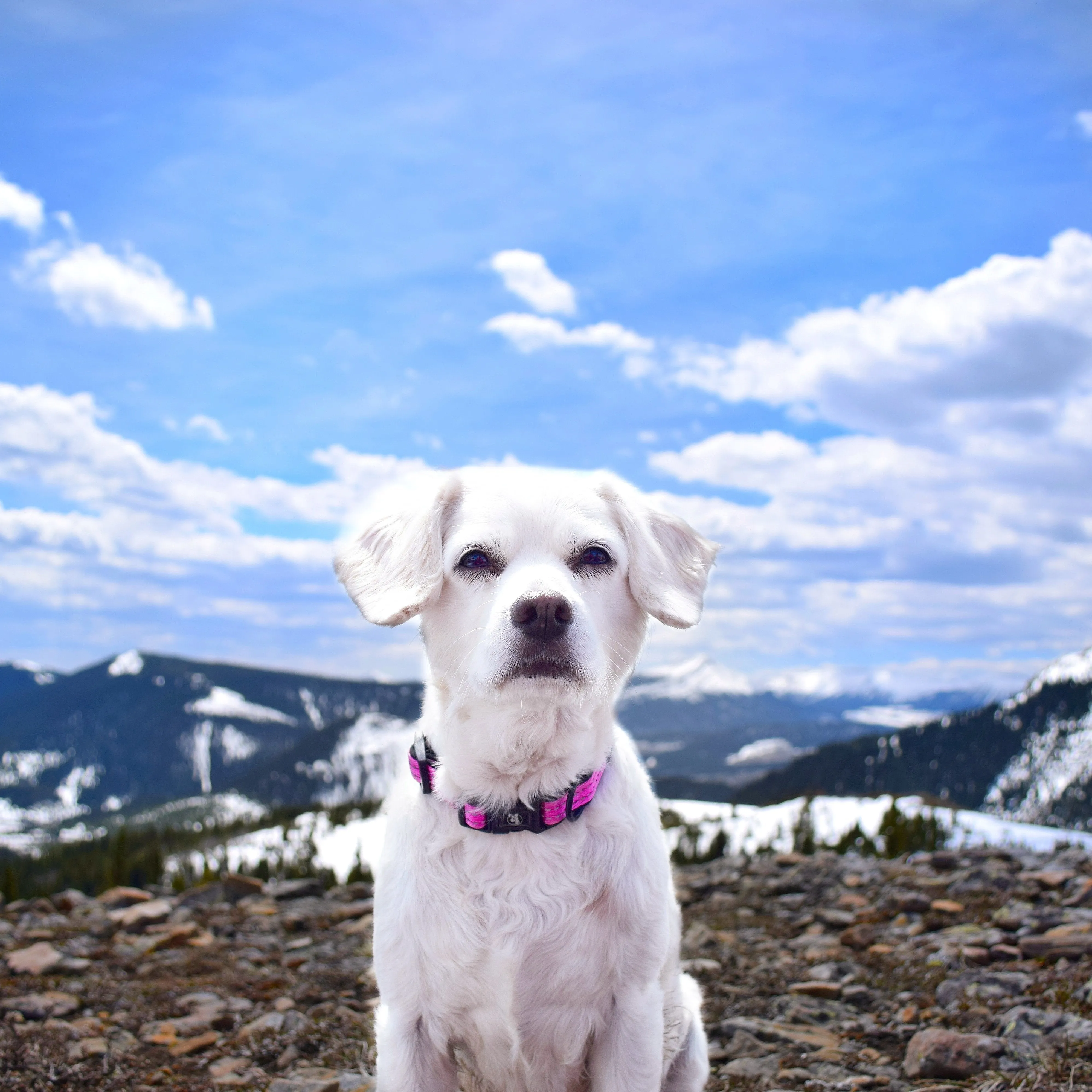 Alcott Reflective Dog Collar