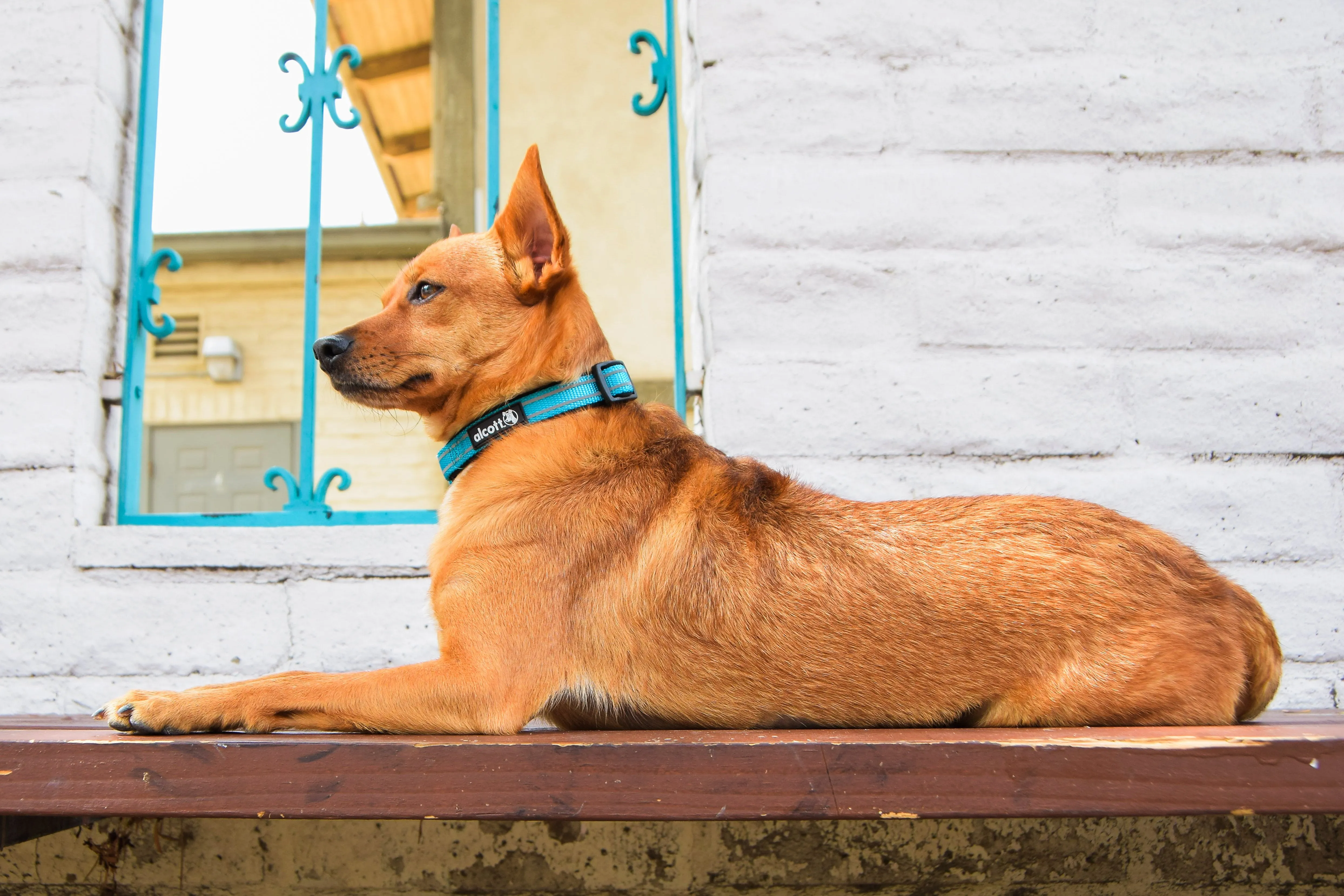 Alcott Reflective Dog Collar