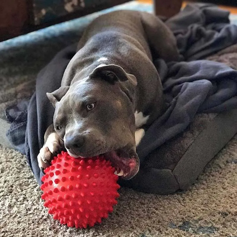 Aussie Dog Mitch Ball Red