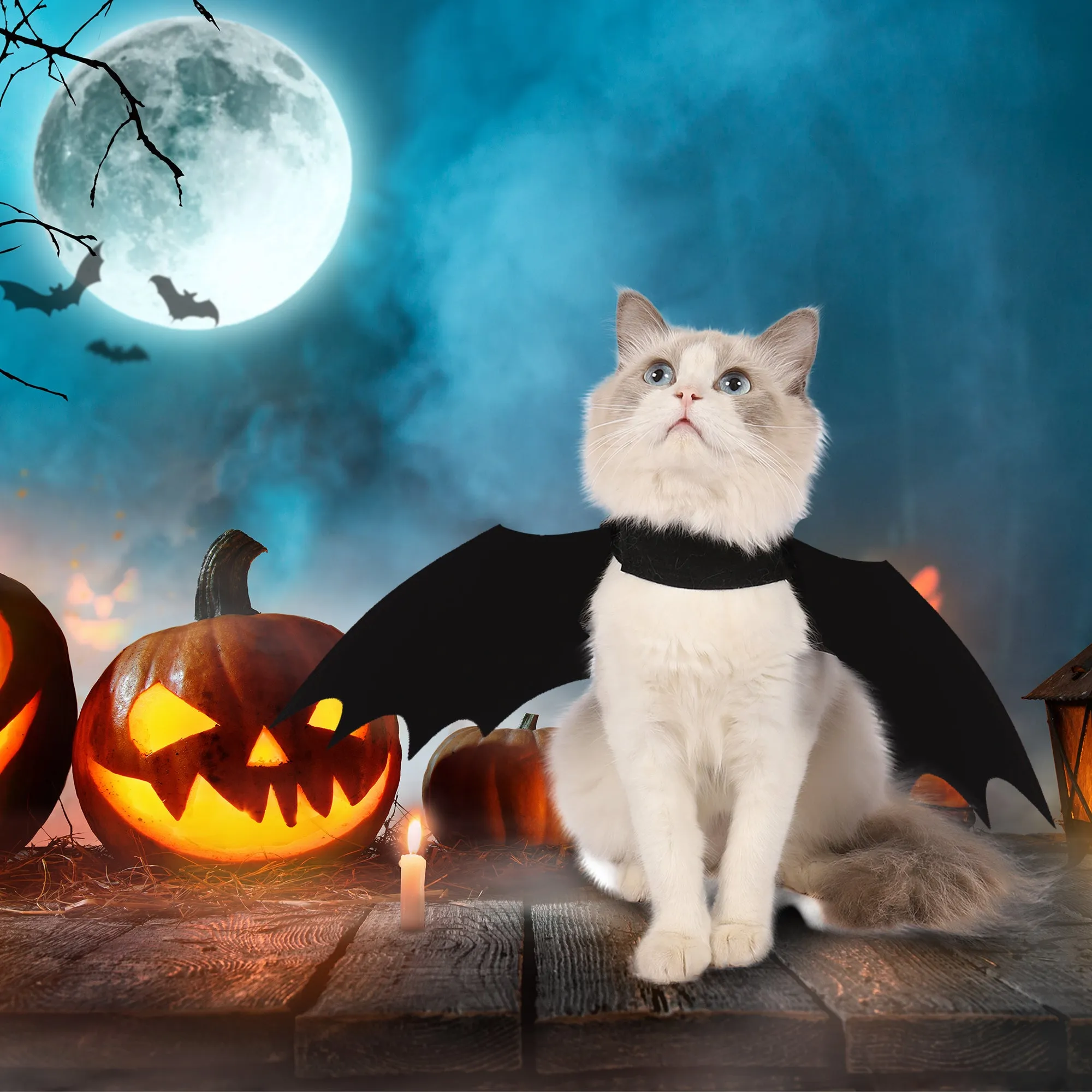 Bat Wings Cat Costume