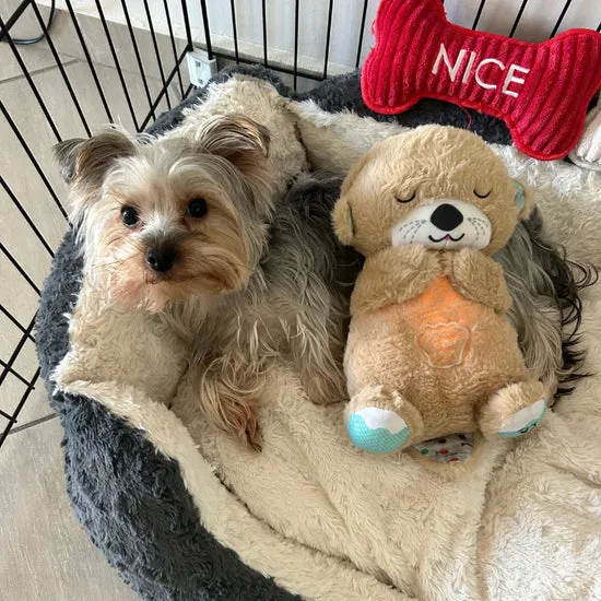 Breathing Otter Sleep Buddy - Breathing Otter Toy