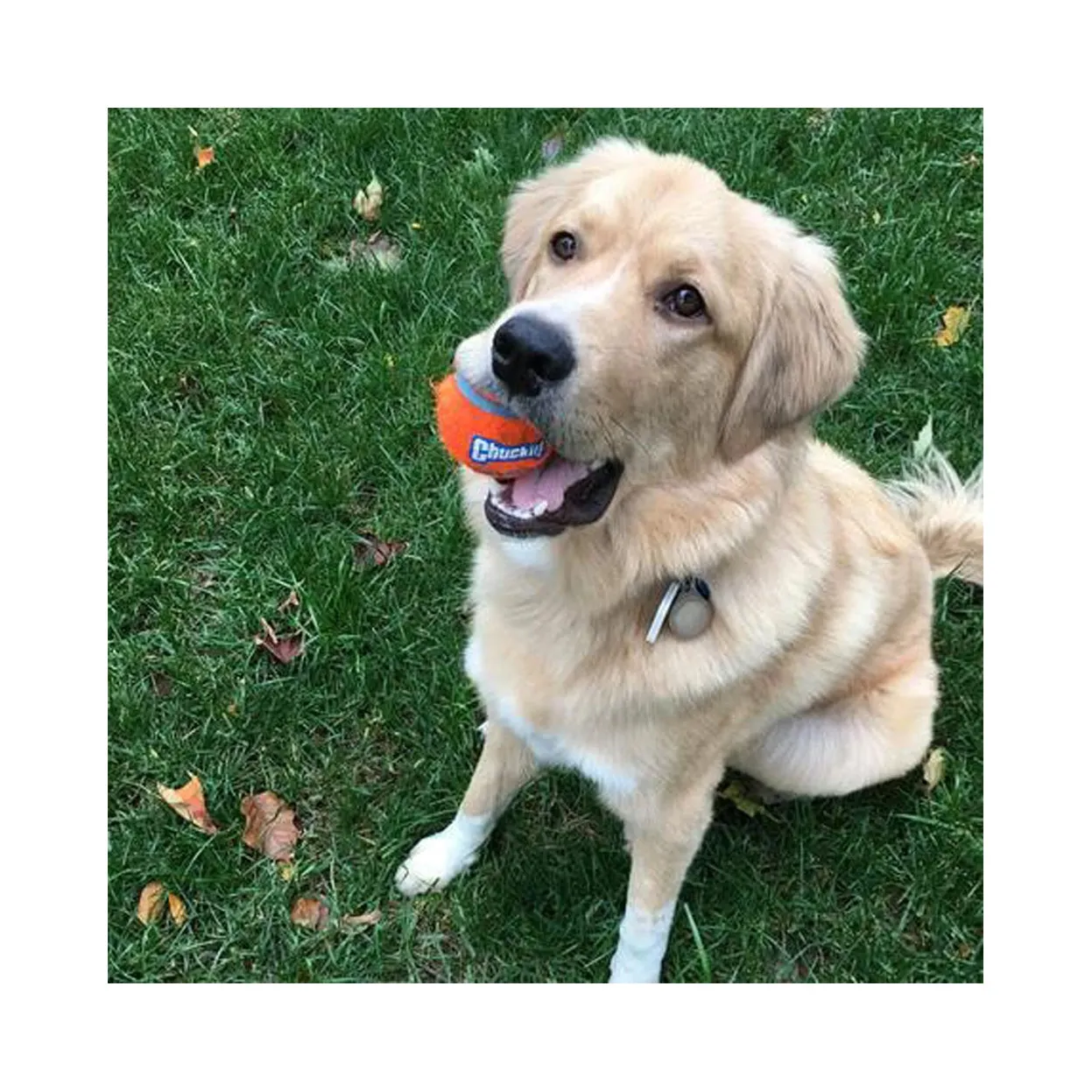 Chuckit! Tennis Ball Large