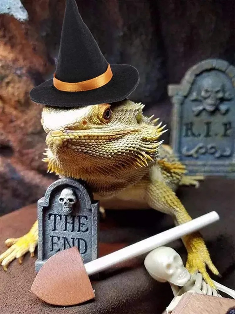 HAICHEN TEC Bearded Dragon Leash Harness with Wizard Hat Halloween Costume Set,3 Size Pack Bat Wing with 6.2FT Leash for Lizard Reptile Halloween,Holiday,Party,Photos Small Animal Clothes Outfit