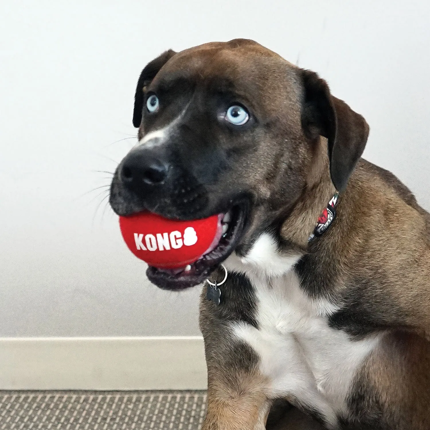 Kong Singature Sport Balls Dog Toy