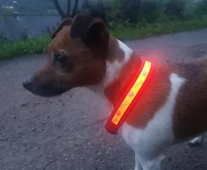 Lilly & Jake LED Collar for dogs