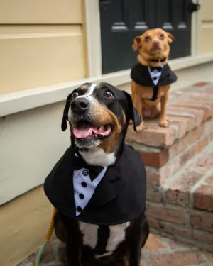 Pet Costumes