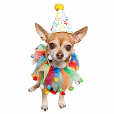 Pet Costumes