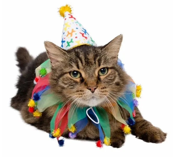 Pet Costumes