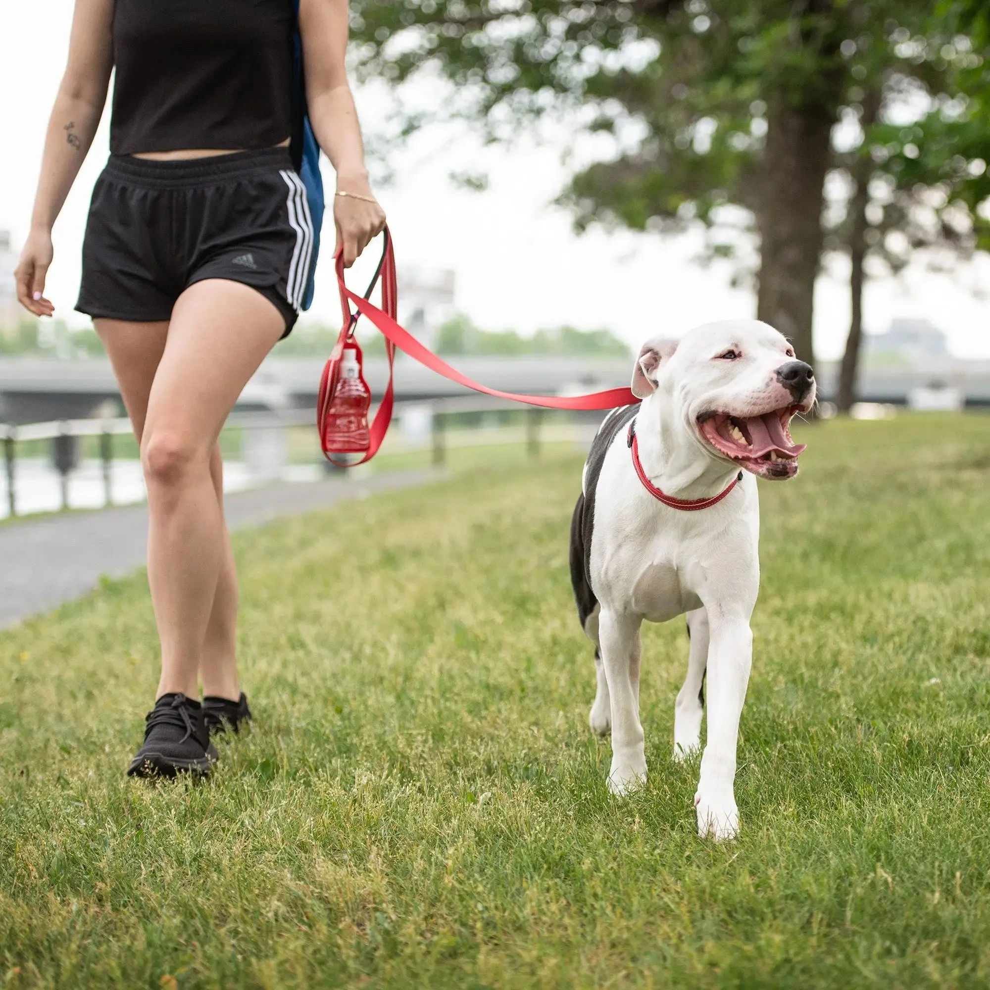 Reflective Dog Collar | Red