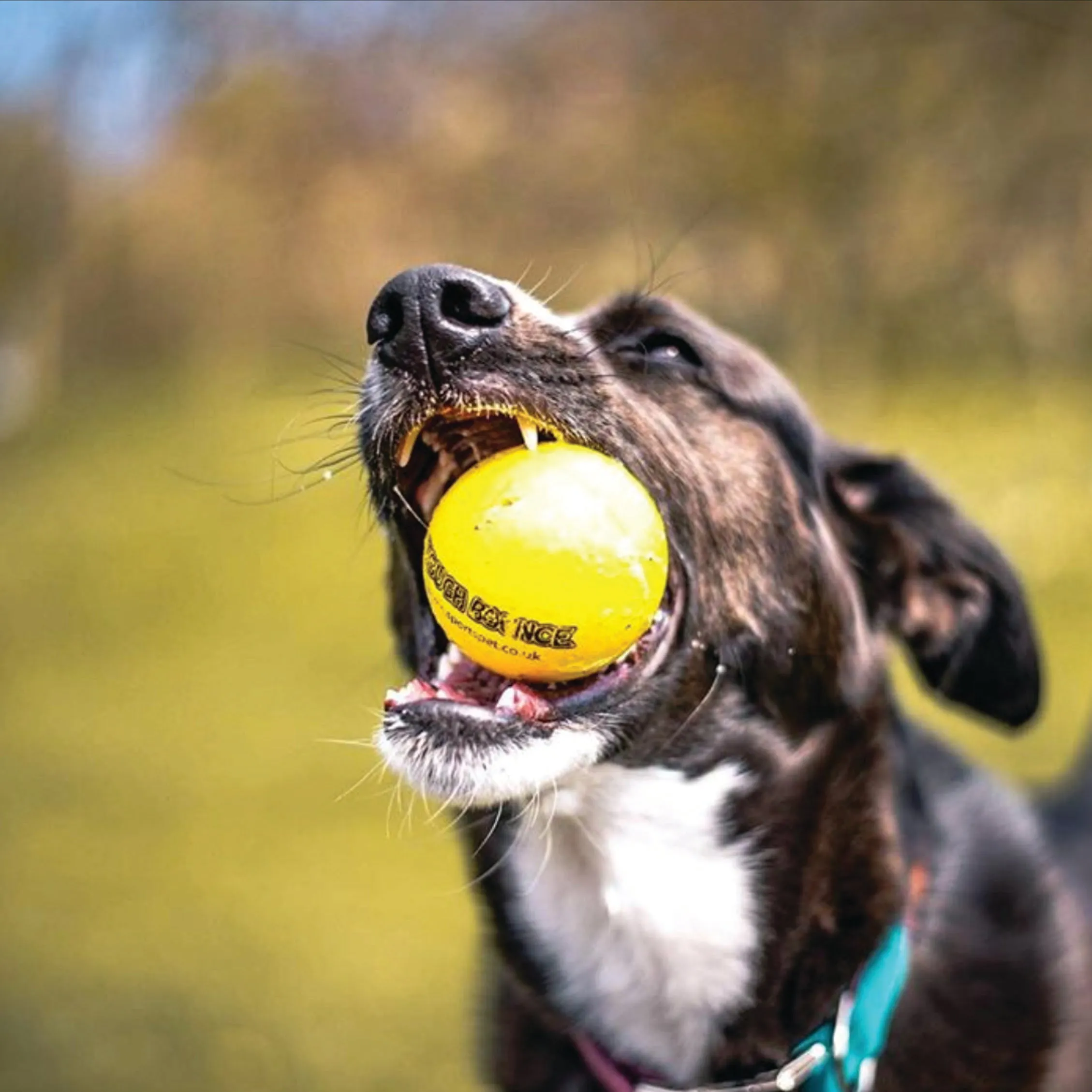 SportsPet Tough Bounce Rubber Ball
